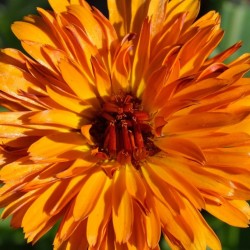 Orange Calendula Flower